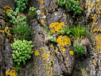 Flechten und Pflanzenreichtum in Felsritzen